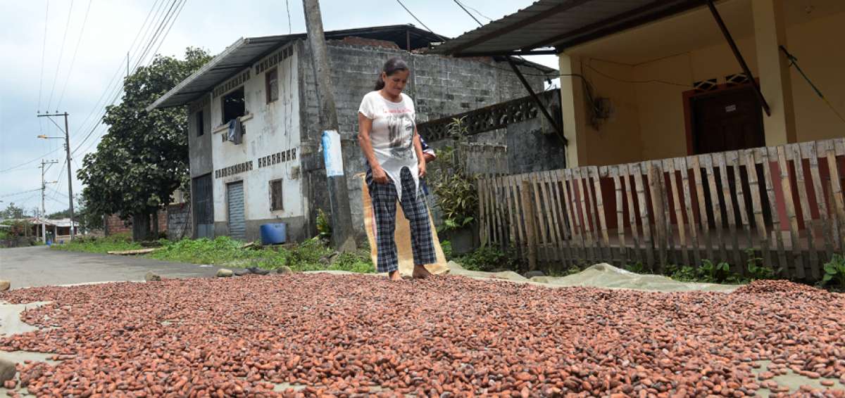 El cultivo y la cosecha de cacao es una de las principales actividades de los habitantes del recinto Matilde Esther.
