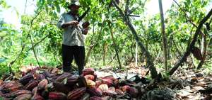 En el pa&iacute;s se cultivan dos tipos de cacao: el fino de aroma y el CCN-51. La producci&oacute;n del grano se concentra principalmente en Los R&iacute;os, Guayas y Manab&iacute;.