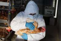 Confirman dos nuevos brotes de influenza aviar en Tungurahua