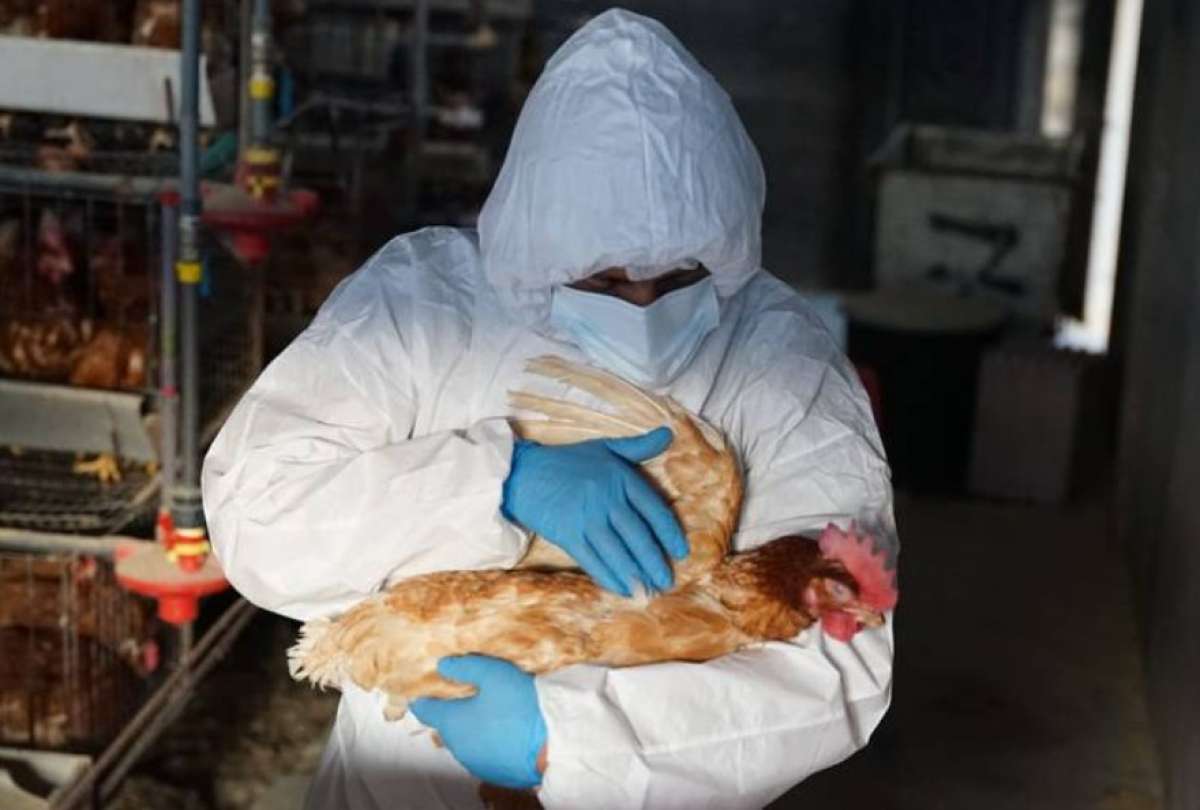 Confirman dos nuevos brotes de influenza aviar en Tungurahua