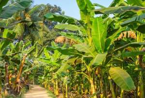 El hongo afecta promordialmente a las plantaciones de banano y sus variantes. 