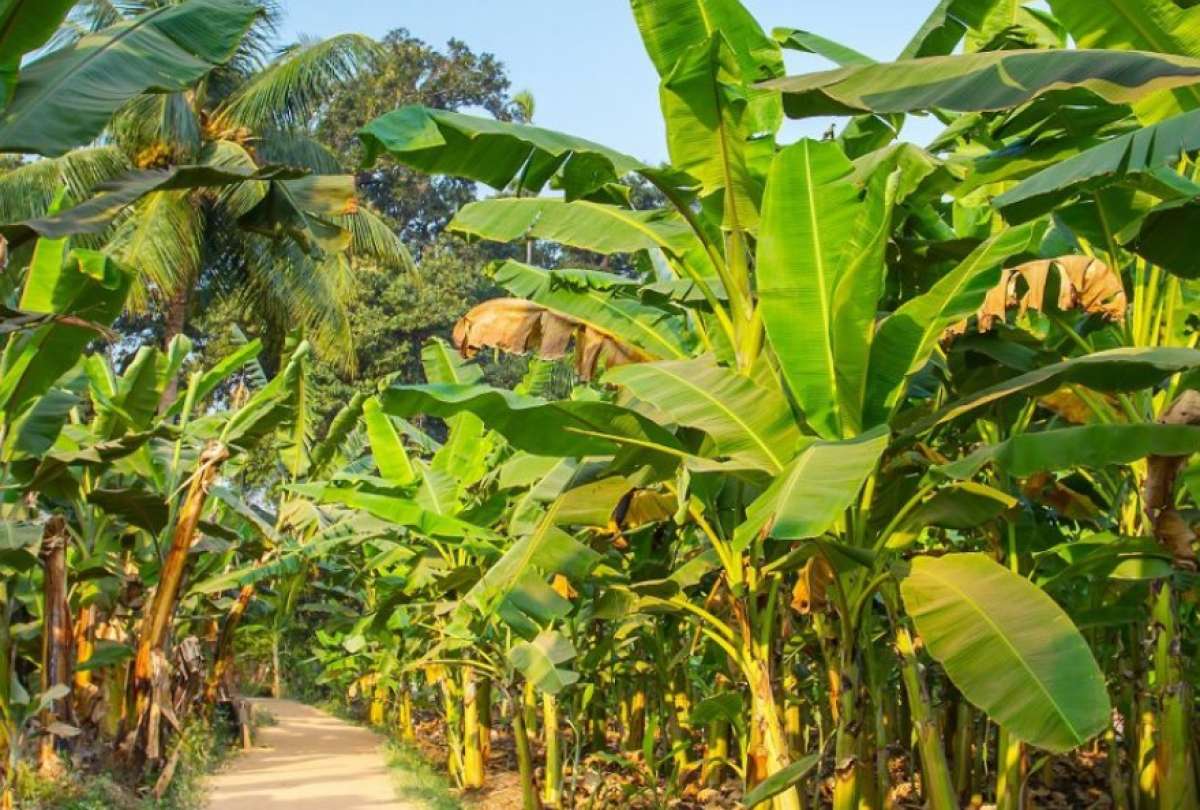 El hongo afecta promordialmente a las plantaciones de banano y sus variantes. 