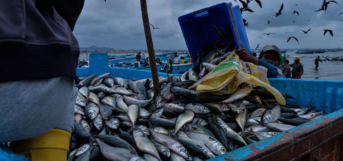Alrededor de 10 especies de peque&ntilde;os pel&aacute;gicos, incluida la macarela, se pescan en aguas ecuatorianas.