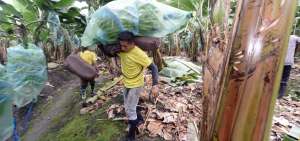 En la actualidad, Ecuador se mantiene como el principal exportador de banano en el mundo, el 30% de la oferta del producto proviene del pa&iacute;s.