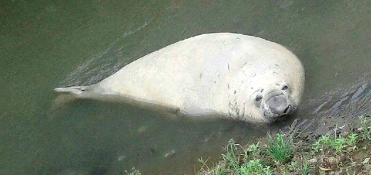 Bi&oacute;logos nacionales estiman que el ejemplar encontrado en el r&iacute;o Milagro ser&iacute;a un macho de 4 metros de largo y de unos 5 a 8 a&ntilde;os de edad.