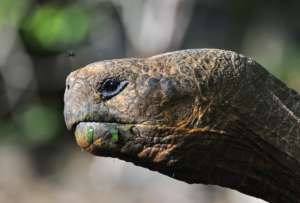 Las tortugas gigantes habrían sido trasladadas a Perú para ser comercializadas ilegalmente. 