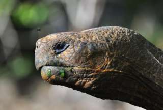 Las tortugas gigantes habrían sido trasladadas a Perú para ser comercializadas ilegalmente. 