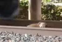 Un perrito se salvó de ser embestido por un tren en España.