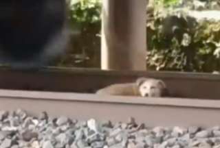 Un perrito se salvó de ser embestido por un tren en España.
