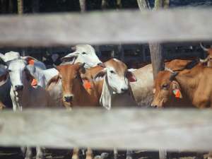 Ganaderos se capacitan en mejoramiento de carne y leche