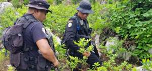 Polic&iacute;a localiza por primera vez una plantaci&oacute;n de coca en Guatemala