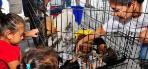 Perros y gatos rescatados buscar&aacute;n un hogar en las jornadas de adopci&oacute;n de mascotas.