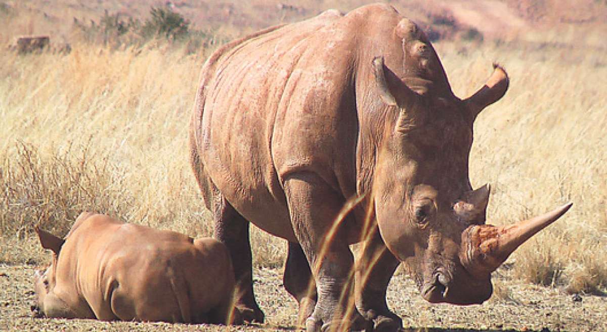 Sud&aacute;frica alberga la mayor cantidad de rinocerontes en el mundo. Se estima que cerca de 20.000 mam&iacute;feros de este tipo habitan en el pa&iacute;s. Foto: Tomado de http://www.cromo.com.uy/