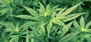Guatemala abre debate sobre uso medicinal y recreativo de marihuana