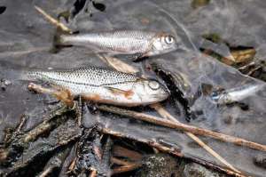 El derrame de crudo en 2010 deja secuela en atunes