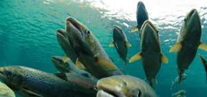 Chile acude a la justicia ambiental por el escape de 690.000 salmones
