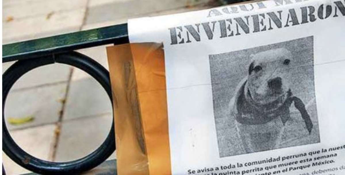 La fiscal&iacute;a ha recibido la denuncia por la muerte de 11 canes. Foto: www.milenio.com