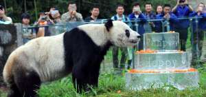Pan Pan naci&oacute; en 1985 en libertad en Sichuan (sudoeste de China), pero fue recogido cuando ten&iacute;a solo unos meses y vivi&oacute; el resto de su existencia en cautividad.