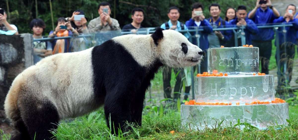 Pan Pan naci&oacute; en 1985 en libertad en Sichuan (sudoeste de China), pero fue recogido cuando ten&iacute;a solo unos meses y vivi&oacute; el resto de su existencia en cautividad.