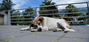 Los perros callejeros se ven expuestos a un sinn&uacute;mero de peligros; el m&aacute;s com&uacute;n de ellos es el atropellamiento por parte de los conductores.