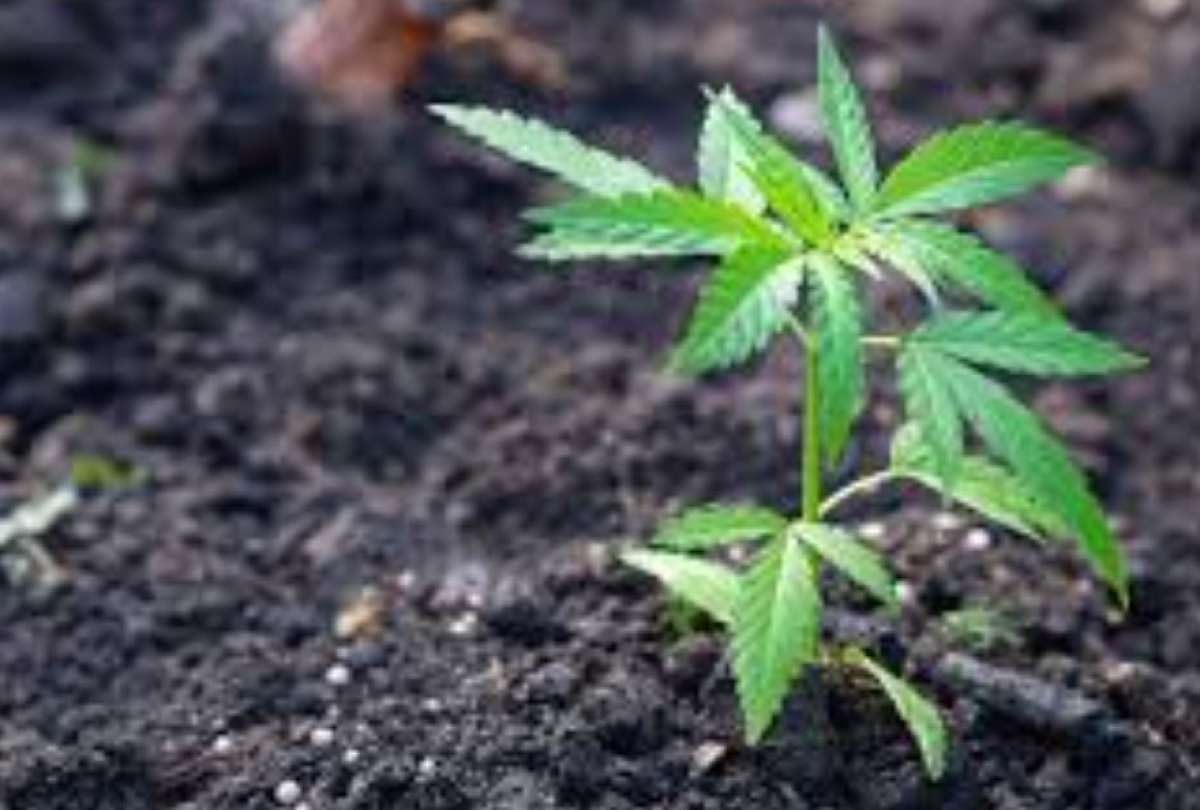 La iniciativa permite el cultivo de hasta 30 &acute;plantas. 