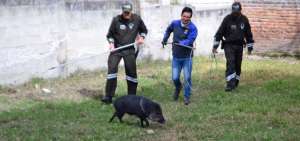 Un sahino fue rescatado en Otavalo