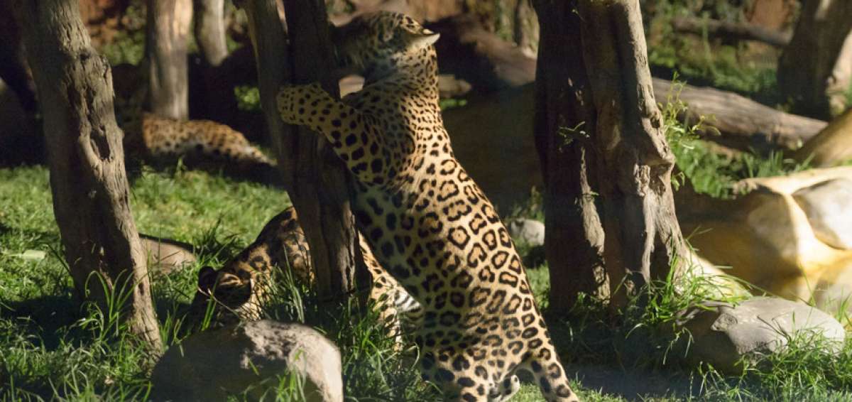 Un safari revela la actividad de los animales en la noche