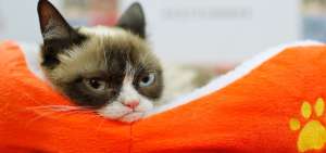 La imagen de Grumpy Cat ha sido usada en memes, libros, camisetas y peluches.