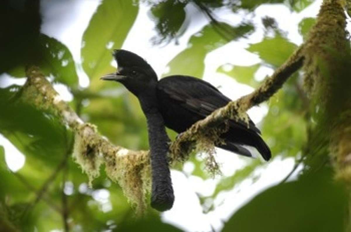 El p&aacute;jaro paraguas vive en los bosques nublado-lluvioso del Choc&oacute;, en Ecuador. Foto: cortes&iacute;a de Finding Species. 