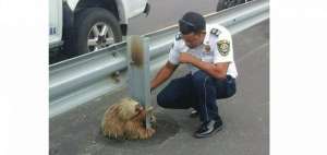 Vigilante de la CTE que rescat&oacute; a oso perezoso recibir&aacute; reconocimiento del MAE
