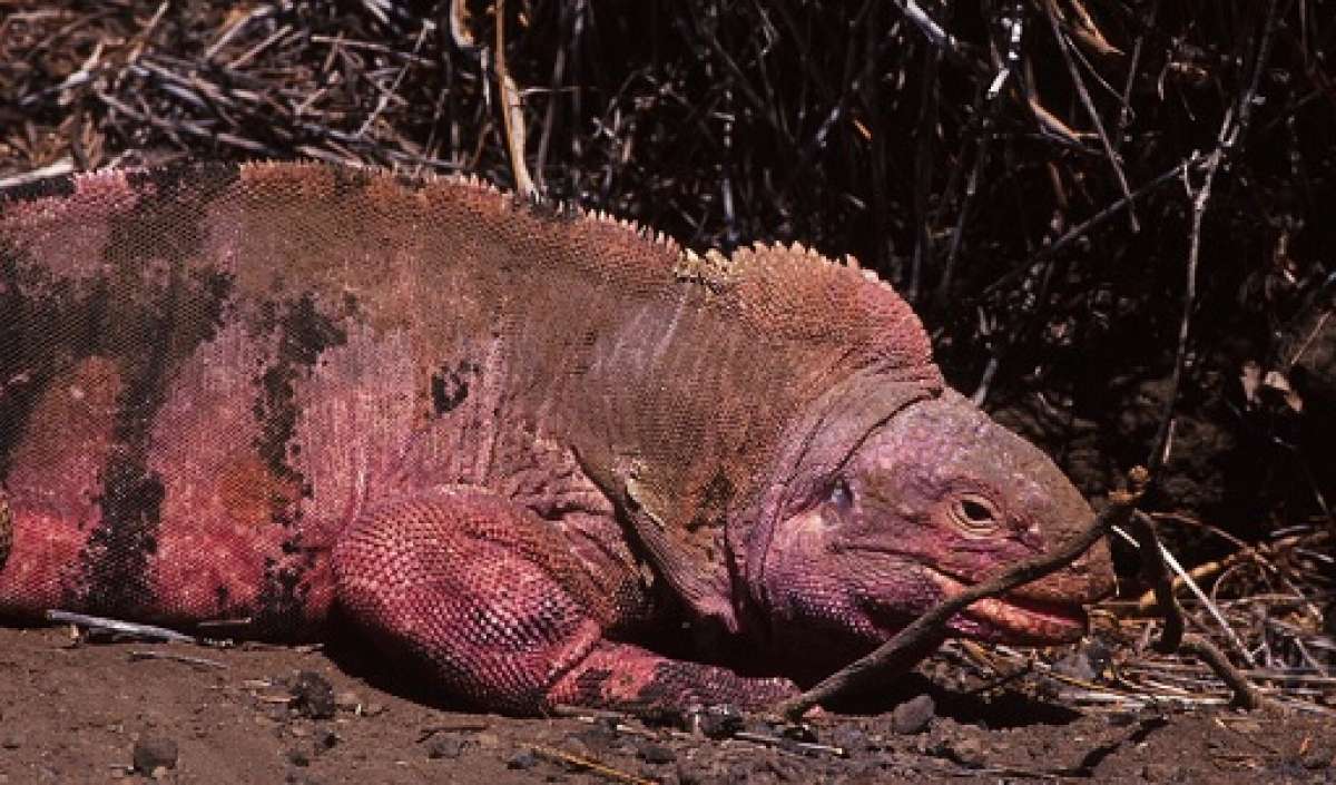 Foto: Archivo Parque Nacional Gal&aacute;pagos 