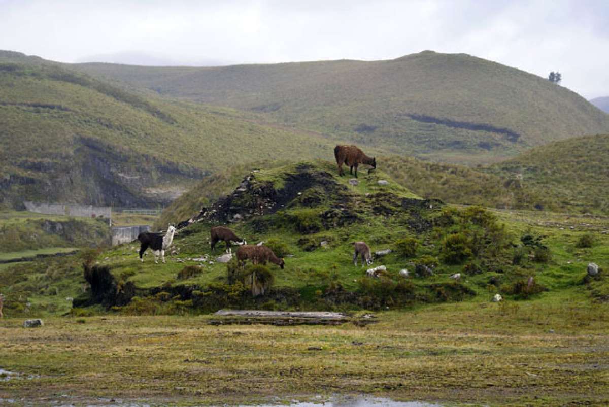 Los cam&eacute;lidos andinos son especies que habitan en zonas solitarias y fr&iacute;as. All&iacute; se alimentan, pasean, reproducen y descansan, sin inconvenientes. Foto: Roberto Ch&aacute;vez / El Tel&eacute;grafo