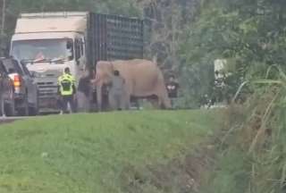 Una escena conmovió a quienes presenciaron el hecho: una madre elefanta se negó a dejar el cuerpo sin vida de su cría, atropellada en una autopista de Malasia. 