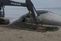 Una ballena jorobada fue enterrada en la playa de Olón