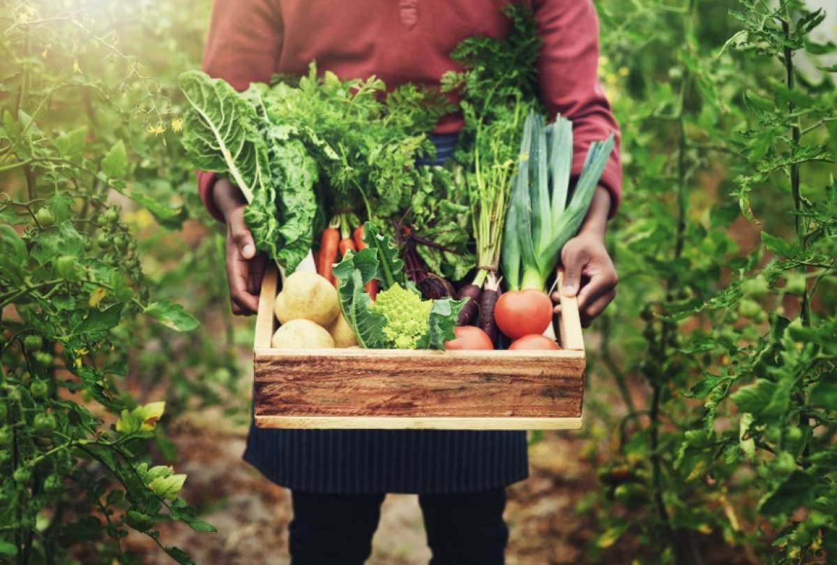 2,5 millones de productores agropecuarios impulsan la seguridad alimentaria