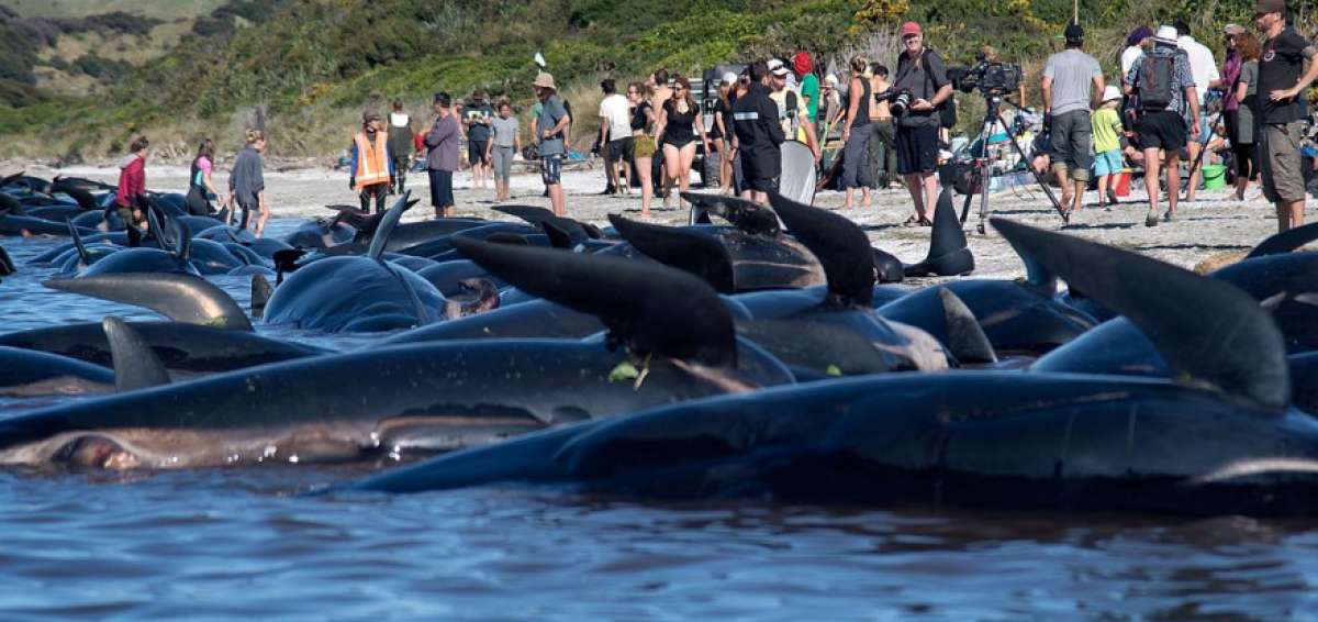 Existe riesgo de explosi&oacute;n de los cad&aacute;veres de ballenas en Nueva Zelanda