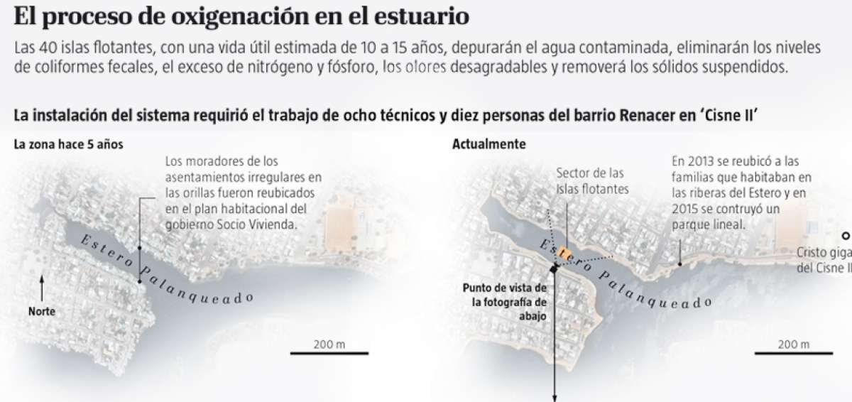 El estero Palanqueado 'renace' entre 40 islas flotantes en el sector Cisne II
