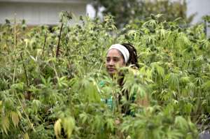 Chile realiz&oacute; la primera cosecha legal de marihuana