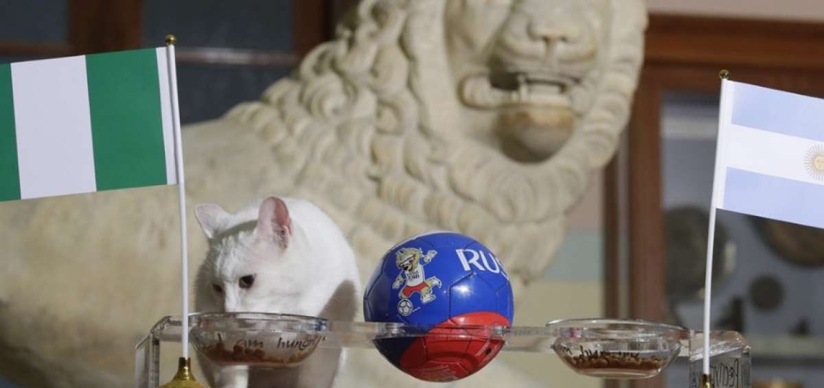 El gato or&aacute;culo de Rusia 2018 predice la victoria Nigeria sobre Argentina