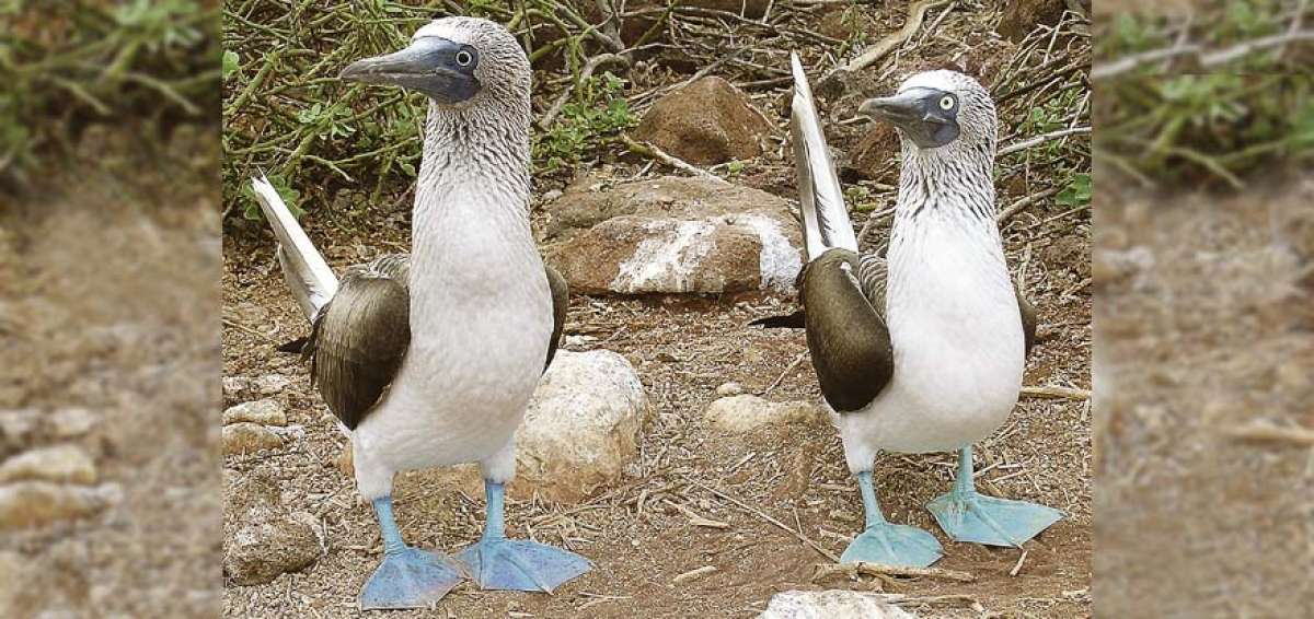 Piquero de patas azules, un voraz 'comensal'
