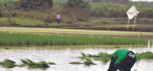 En algunos sectores del Litoral se contin&uacute;a con la siembra manual de las pl&aacute;ntulas o lechuguines de arroz.