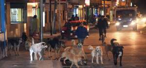 En Tulc&aacute;n existen perros que deambulan por los alrededores de la terminal terrestre (sur de la ciudad).