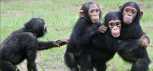 Estudios anteriores mostraron que los chimpanc&eacute;s eran poco inclinados a colaborar, pero fueron trabajos desarrollados en laboratorios.