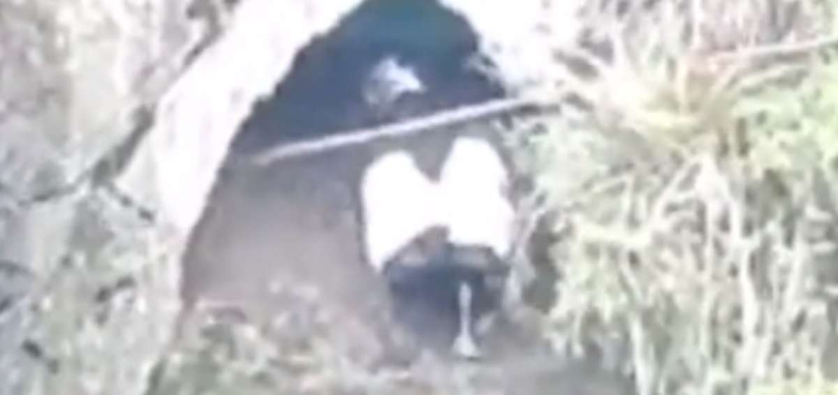 Un polluelo de c&oacute;ndor nace en Ecuador