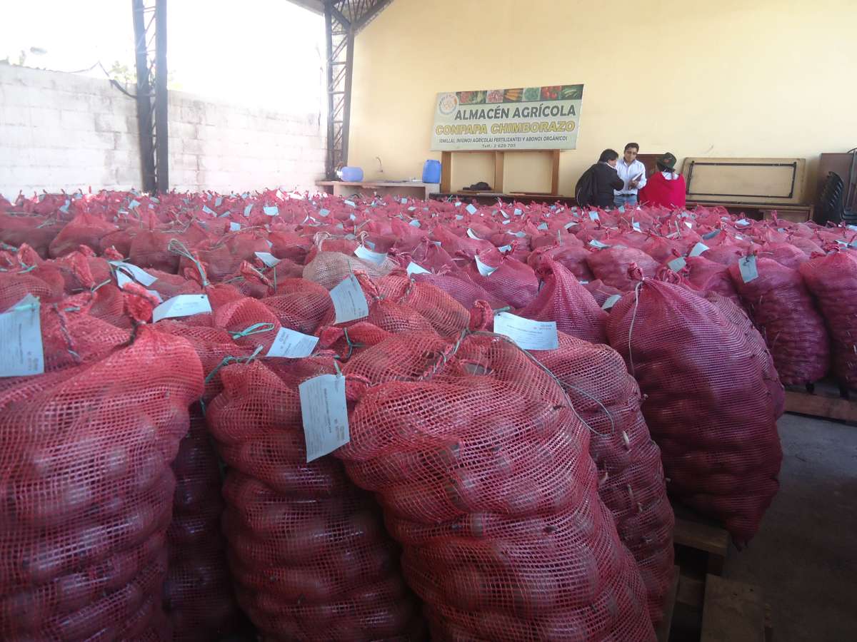 Conpapa fortalece la producci&oacute;n y venta de tub&eacute;rculos en Chimborazo