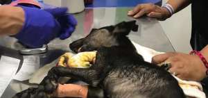 Los perros afectados fueron trasladados a diferentes cl&iacute;nicas para  someterlos a tratamientos para salvarlos. Algunos no tuvieron suerte. 