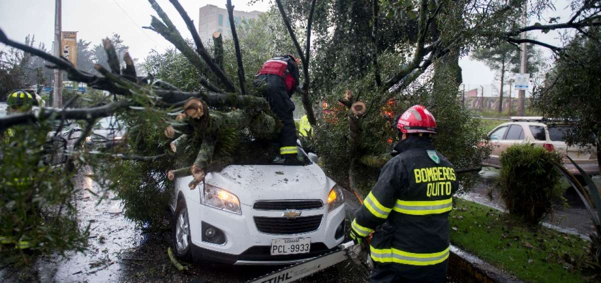 El due&ntilde;o del carro afectado por la ca&iacute;da de un &aacute;rbol el 8 de marzo no fue compensado pues ten&iacute;a seguro.