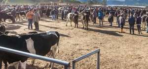 Asociaci&oacute;n de Ganaderos de Mont&uacute;far no se adhiere a paro provincial