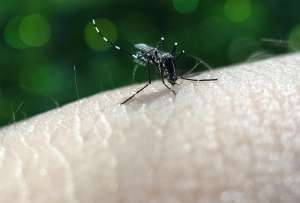 La fiebre amarilla y el dengue tienen síntomas similares. 