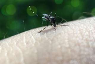 La fiebre amarilla y el dengue tienen síntomas similares. 
